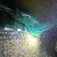 Seaweed Diving